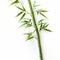 Crisp And Clean Top View Of Single Bamboo Stem On White Background