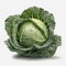 Crisp and Clean White Background Cabbage Delight