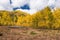 Crisp colorful Aspens in the Autumn, viewed from the Ghost Town of Ashcroft.