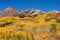 Crisp colorful Aspens in the Autumn, viewed from Kebler Pass Road.