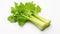 Crisp Elegance: Celery Isolated on White