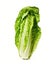 Crisp Elegance: Fresh Baby Cos Romaine Lettuce Stands Alone on a White Canvas