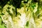 Crisp fresh lettuce close up. Green background. Salad leaf. Organic healthy food. Detox diet concept. Vegetarian dietary intake.