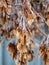 Crisp frosty maple seeds