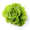 Crisp Green Lettuce Head Isolated on White Background. Generative ai