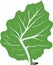 Crisp Lettuce: A Simple and Minimalist Cartoon Illustration of a Realistic Lettuce Leaf