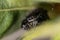 A crisp macro shot of a Bold Jumping Spider hiding in leaves surrounded by a web for hiding.