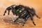 A crisp macro shot of a Bold Jumping Spider with prominent green iridescent chelicerae on a table surface surrounded by a web for