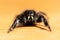 A crisp macro shot of a bold Jumping spider on a wooden table surface with prominent green iridescent chelicerae.