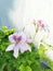 Crisped-leaf pelargonium flowers growing on a green shrub