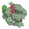 CRISPR-CAS9 gene editing complex from Streptococcus pyogenes. The Cas9 nuclease protein uses a guide RNA sequence to cut DNA at a