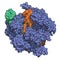 CRISPR-CAS9 gene editing complex from Streptococcus pyogenes. The Cas9 nuclease protein uses a guide RNA sequence to cut DNA at a