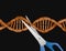 CRISPR Patent Dispute