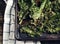 Crispy cheese and chili kale chips on baking tray.