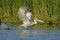 Crispy or Dalmatian Pelican taking off
