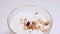 Crispy granola and raisins falling into a glass with vegan yogurt. Healthy dessert closeup