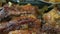Crispy roast pork ribs. Pork ribs marinated in barbecue sauce
