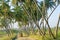 Crisscross Coconut palms and narrow pathway