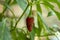 Cristal peppers are small, spicy chili peppers that ripen to a fiery orange-red color. The red Savina pepper is a cultivate of the