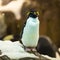 Cristate penguin busily watches in the zoo in Tenerife, Spain