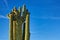 Cristate Saguaro