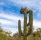 Cristate saguaro cactus