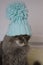Cristmas cat in knitted hat lay on light soft plaid at home, cat waiting christmas in costume, vertical image for