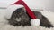 Cristmas cat in red Santa hat lay on light soft plaid at home, pet symbol of New year 2023 looking seriosly front