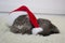 Cristmas cat in red Santa hat lay on light soft plaid at home, pet symbol of New year 2023 looking seriosly front