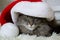 Cristmas cat in red Santa hat lay on light soft plaid at home, pet symbol of New year 2023 looking seriosly front