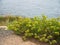 Crithmum maritimum aka Rock samphire, Sea fennel. Devon, UK.