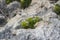 Crithmum maritimum rock samphire plant in bloom, sea fennel flowering costal aromatic plant