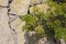 Crithmum maritimum rock samphire plant in bloom, sea fennel flowering costal aromatic plant