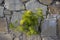 Crithmum maritimum rock samphire plant in bloom, sea fennel flowering costal aromatic plant