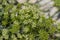 Crithmum maritimum rock samphire plant in bloom, sea fennel flowering costal aromatic plant