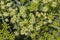 Crithmum maritimum rock samphire plant in bloom, sea fennel flowering costal aromatic plant