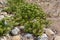 Crithmum maritimum or rock samphire or sea fennel flowering coastal plants