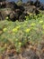 Crithmum maritimum on the rocks