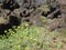 Crithmum maritimum on the rocks