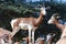 A critically endagered Sahara Africa resident, the Dama or Mhorr Gazelle at the Al Ain Zoo Nanger dama mhorr walking next to