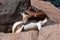 A critically endagered Sahara Africa resident, the Dama or Mhorr Gazelle at the Al Ain Zoo Nanger dama mhorr walking next to