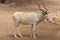 A critically endangered Addax Addax nasomaculatus also known as the screwhorn or white antelope