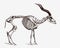 Critically endangered addax nasomaculatus skeleton in profile view