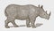 Critically endangered black or hook-lipped rhinoceros diceros bicornis in side view