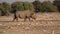 Critically endangered Black Rhinoceros Diceros bicornis in Etosha National Park in Namibia, Africa