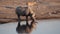 Critically endangered Black Rhinoceros Diceros bicornis in Etosha National Park in Namibia, Africa