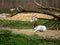 Critically endangered dama gazelle nager dama rests in a zoo enclosure