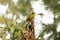 Critically endangered helmeted honeyeater