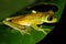 Critically endangered Lemur Leaf Frog