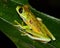 Critically endangered Lemur Leaf Frog